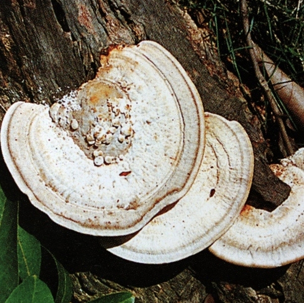 东方栓菌（白鹤菌）